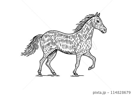 Vintage Horse Sketch: Hand-Drawn Vector Illustration of Farm Animal. Logotype Icon. 114828679
