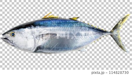Kuroshio Bullet - A beautiful plump and plump bluefin tuna, realistic cut-out illustration on a white background 114828730