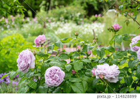 色とりどりのバラが咲くバラ園の満開のバラ｜薔薇イメージ 114828899