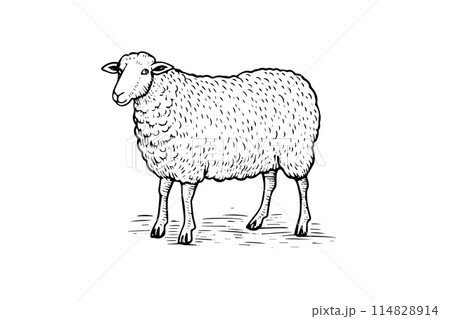 Vintage Sheep Illustration: Engraved Vector Drawing of Farm Animal. Vintage Sheep Illustration: Engraved Vector Drawing of Farm Animal. 114828914