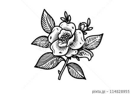 Wild rose hand drawn ink sketch. Flower in engraved retro style vector illustration. 114828955