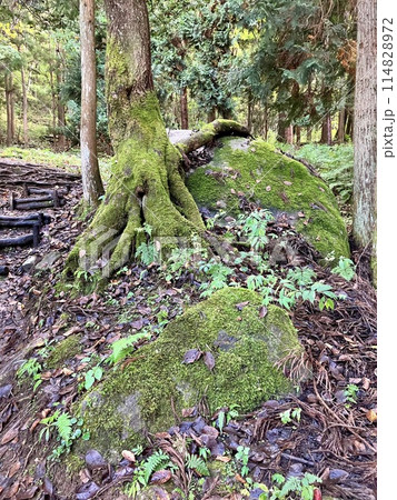 胎内山神社の苔 胎内山神社の苔 114828972