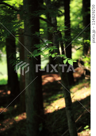 宇甘渓の森と光と心の隠れ場所 宇甘渓の森と光と心の隠れ場所 114829250