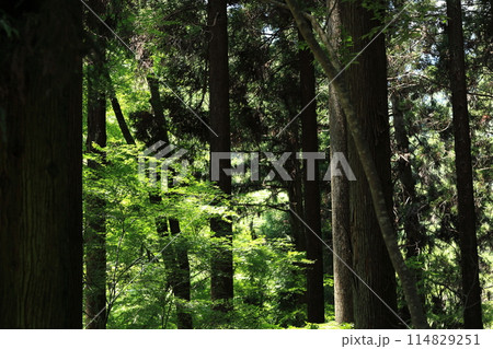 宇甘渓の森と光と心の隠れ場所 宇甘渓の森と光と心の隠れ場所 114829251