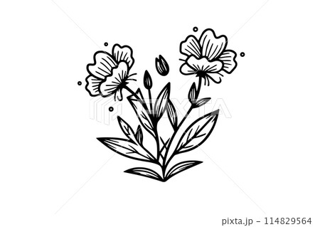 Hand drawn ink sketch of meadow wild flower. Engraved style vector illustration. 114829564