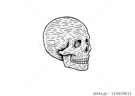Vintage Human Skull Vector: Engraved Anatomy Illustration. Logo Simple Icon. Vintage Human Skull Vector: Engraved Anatomy Illustration. Logo Simple Icon. 114829611