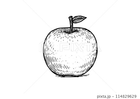 Retro apple engraved, great design for any purposes. Antique illustration. Vector logo. 114829629