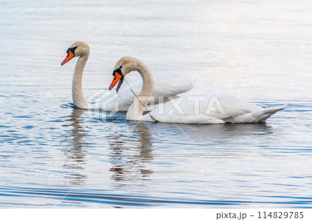 Two Graceful white Swans swimming in the lake, swans in the wild 114829785