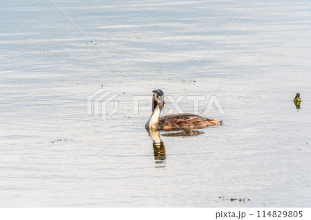 The waterfowl bird Great Crested Grebe swimming in the calm lake The waterfowl bird Great Crested Grebe swimming in the calm lake 114829805