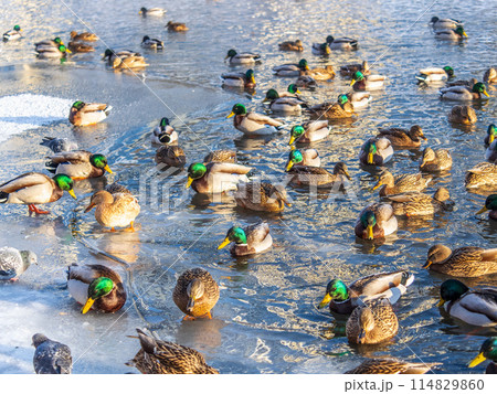 Flock of ducks playing and floating on winter ice frozen city park pond. Birds in winter gulls, ducks swim in a partly frozen lake 114829860