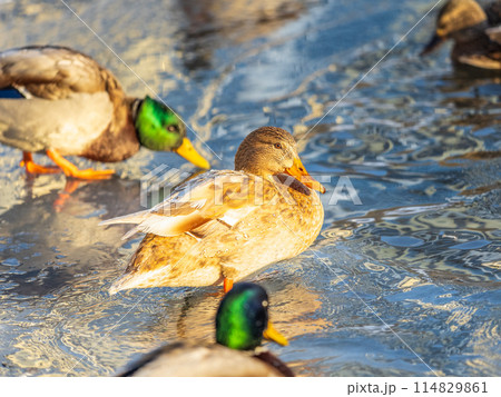 Flock of ducks playing and floating on winter ice frozen city park pond. Birds in winter gulls, ducks swim in a partly frozen lake 114829861