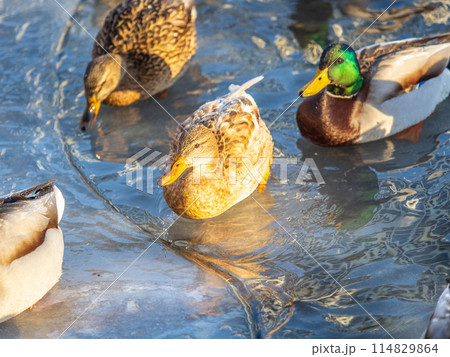 Flock of ducks playing and floating on winter ice frozen city park pond. Birds in winter gulls, ducks swim in a partly frozen lake 114829864