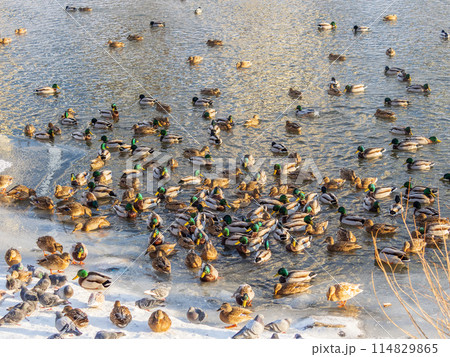 Flock of ducks playing and floating on winter ice frozen city park pond. Birds in winter gulls, ducks swim in a partly frozen lake 114829865