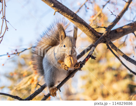 The squirrel with nut sits on tree in the winter or late autumn 114829886