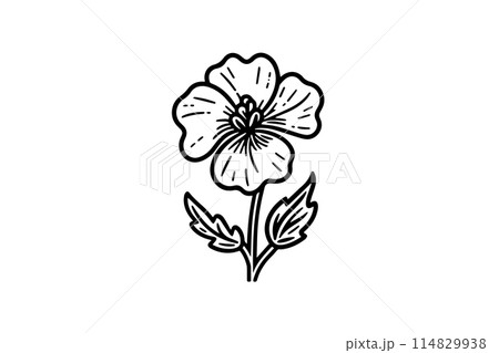 Hand drawn ink sketch of meadow wild flower. Engraved style vector illustration. Hand drawn ink sketch of meadow wild flower. Engraved style vector illustration. 114829938