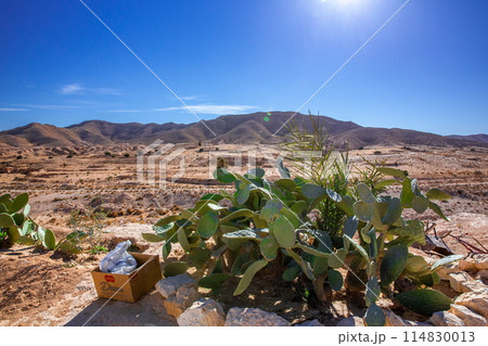 マトマタ 114830013