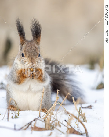 Portrait of a squirrel in winter on white snow background 114830042