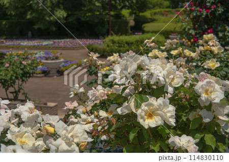 白いバラのホワイトノックアウト【智光山公園・5月】埼玉県 白いバラのホワイトノックアウト【智光山公園・5月】埼玉県 114830110