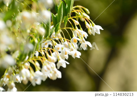 エゴノキの白い花 114830213