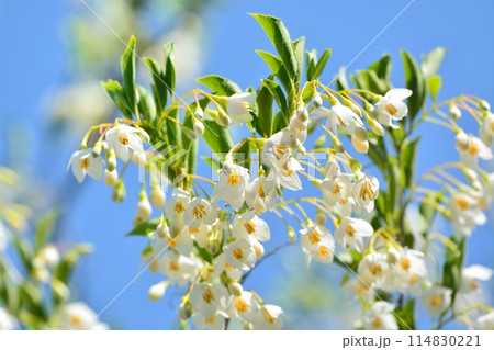 エゴノキの白い花 114830221