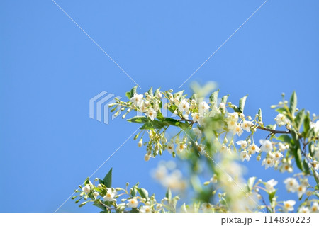 エゴノキの白い花 114830223