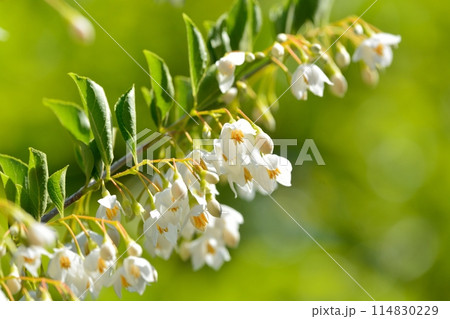 エゴノキの白い花 114830229