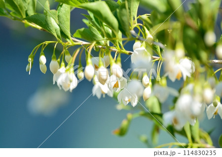 エゴノキの白い花 エゴノキの白い花 114830235