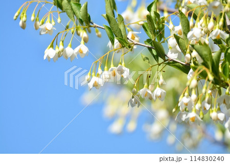 エゴノキの白い花 114830240