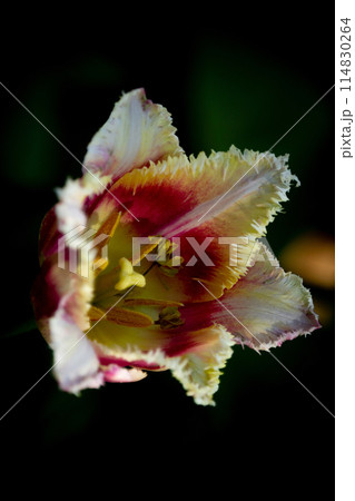 Macro of red Tulips blooming Macro of red Tulips blooming 114830264