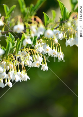 エゴノキの白い花 114830281