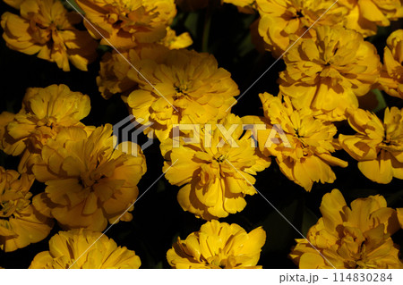 A field of yellow tulips 114830284