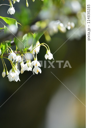 エゴノキの白い花 114830285