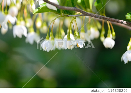エゴノキの白い花 114830293