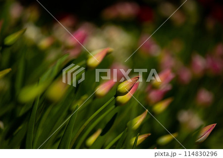 A group of tulips of the same variety on a background 114830296