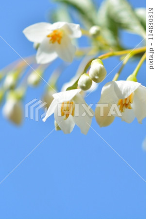 エゴノキの白い花 エゴノキの白い花 114830319