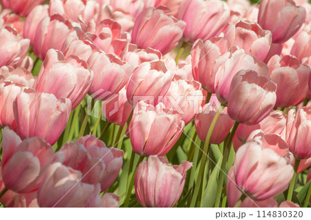 Pink tulip. Tulips. Flower background. Pink tulip. Tulips. Flower background. 114830320