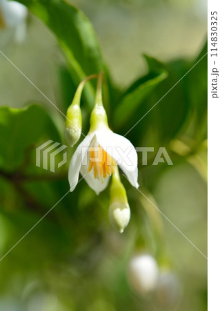 エゴノキの白い花 114830325