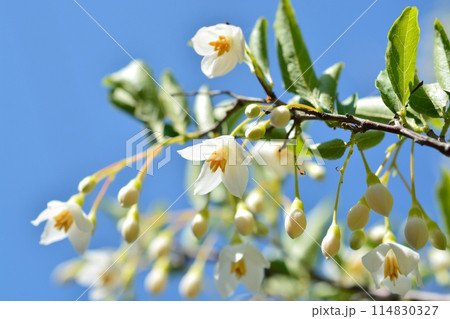 エゴノキの白い花 114830327