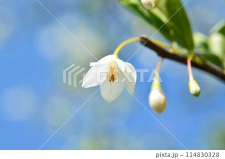 エゴノキの白い花 114830328