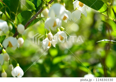 エゴノキの白い花 114830330