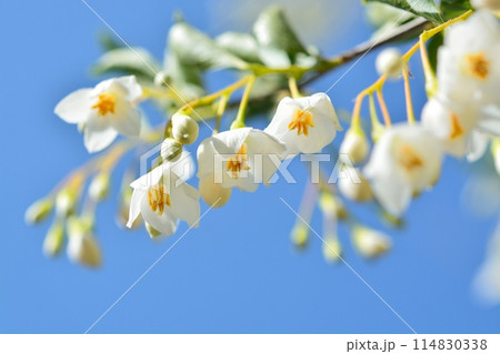 エゴノキの白い花 114830338