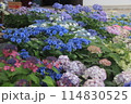 紫陽花のある風景 114830525