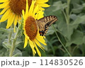 蜜を吸うアゲハ蝶 114830526