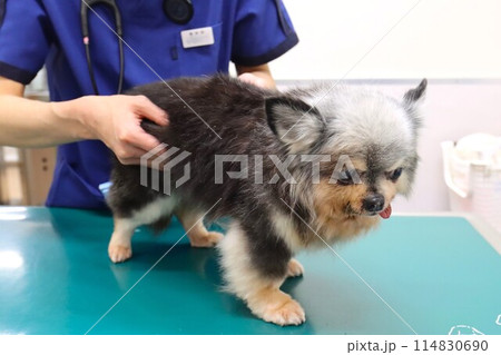 獣医師の診察を受ける可愛いチワワの女の子むーちゃん♡ 獣医師の診察を受ける可愛いチワワの女の子むーちゃん♡ 114830690