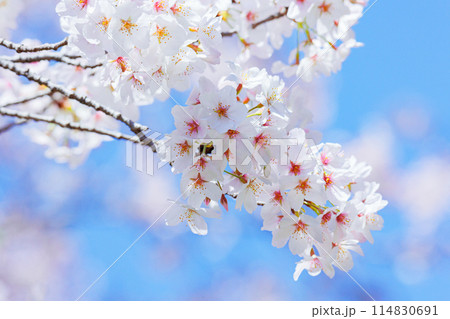 満開になった桜 満開になった桜 114830691