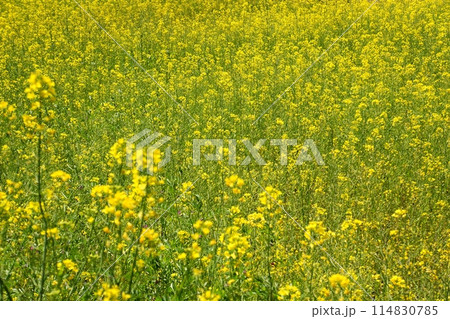 菜の花畑 114830785