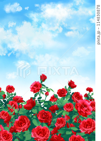 薔薇と青空　バラ園　風景　縦長 114830878