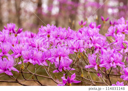 美しい土佐三つ葉ツツジの花 美しい土佐三つ葉ツツジの花 114831148