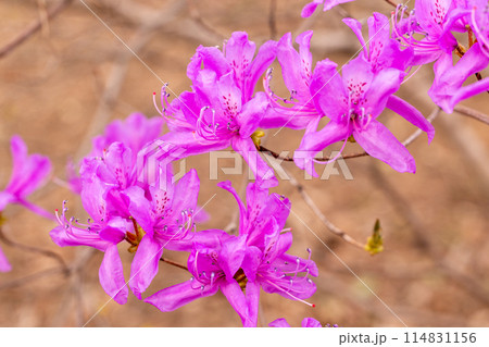 美しい土佐三つ葉ツツジの花 美しい土佐三つ葉ツツジの花 114831156