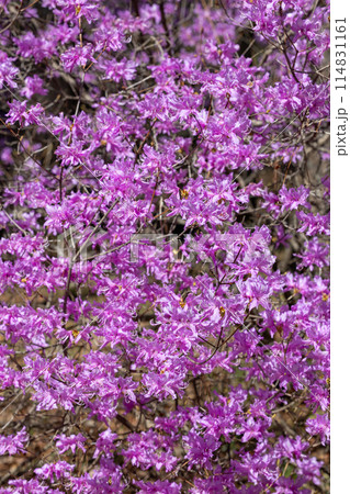 美しい土佐三つ葉ツツジの花 美しい土佐三つ葉ツツジの花 114831161